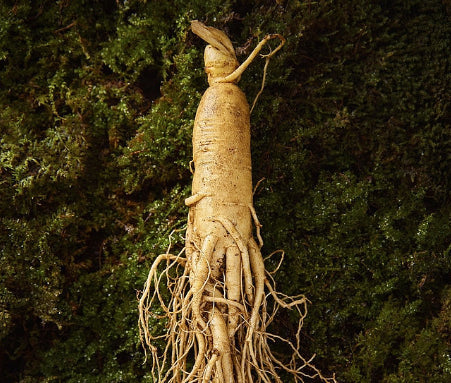 Ginseng ingredient illustration